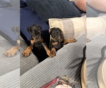 Small #21 Doberman Pinscher