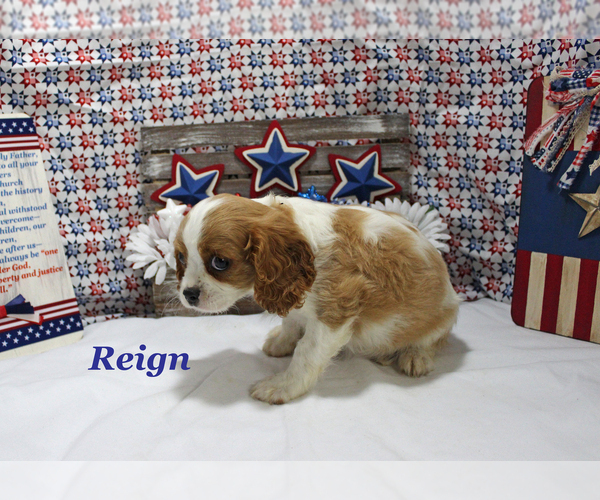 Medium Photo #11 Cavalier King Charles Spaniel Puppy For Sale in CHANUTE, KS, USA