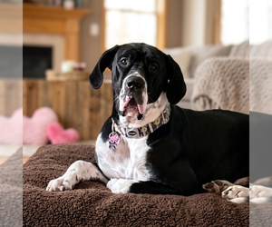 Great Dane Dogs for adoption in Vail, AZ, USA