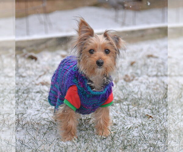 Medium Photo #3 Mutt Puppy For Sale in Gretna, NE, USA