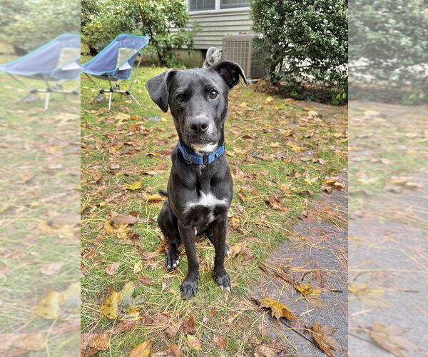 Medium Photo #11 Labrador Retriever-Unknown Mix Puppy For Sale in Boston, MA, USA