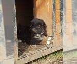 Small Photo #14 Australian Shepherd Puppy For Sale in LEWISBURG, TN, USA