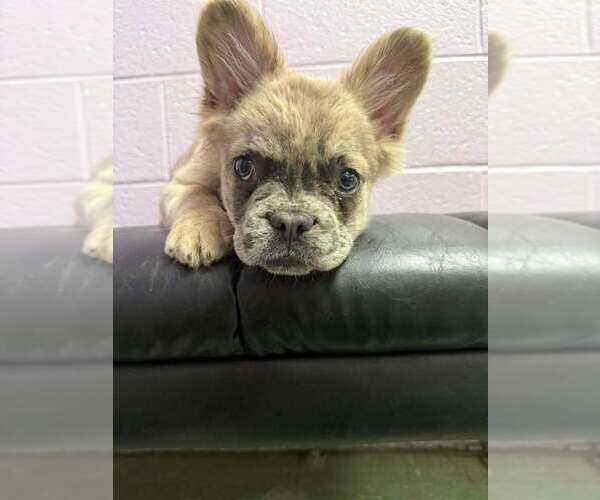 Medium Photo #1 French Bulldog Puppy For Sale in DECATUR, IL, USA