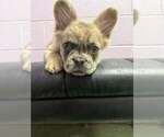 Small French Bulldog