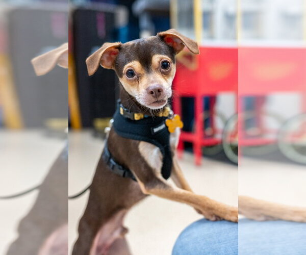 Medium Photo #10 Chihuahua-Unknown Mix Puppy For Sale in Mundelein, IL, USA