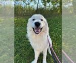 Small #1 Maremma Sheepdog