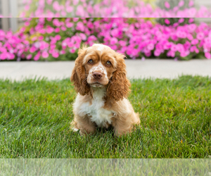 Cocker Spaniel Puppy for sale in MILLERSBURG, IN, USA