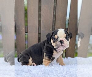 Bulldog Puppy for sale in RIVERSIDE, CT, USA
