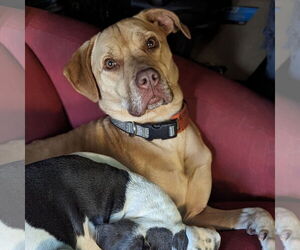 American Staffordshire Terrier-Labrador Retriever Mix Dogs for adoption in Minneapolis, MN, USA