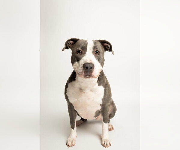 Medium Photo #1 Mutt Puppy For Sale in Rowlett, TX, USA