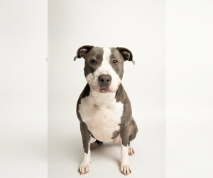 Mutt Dogs for adoption in Rowlett, TX, USA