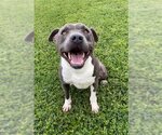 Small American Pit Bull Terrier
