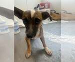 Small #3 Chiweenie
