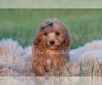 Small #2 Maltipoo (Miniature)