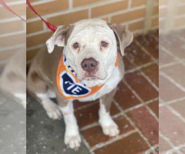 Medium Photo #2 Mutt Puppy For Sale in Mount Laurel, NJ, USA