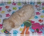 Small Photo #14 ShihPoo Puppy For Sale in ORO VALLEY, AZ, USA