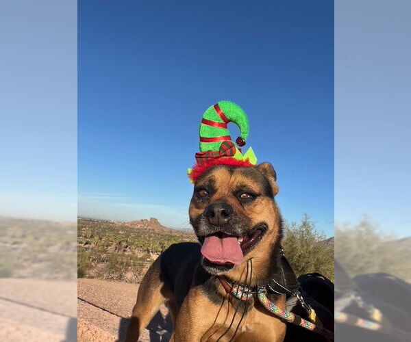 Medium Photo #18 Rottweiler-Unknown Mix Puppy For Sale in phoenix, AZ, USA