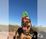 Small #17 Rottweiler Mix