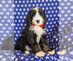 Small Photo #3 Bernedoodle Puppy For Sale in COCHRANVILLE, PA, USA