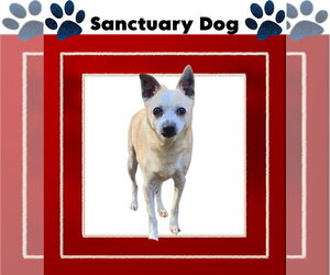 Jack Jolly - Male Jack Russell Terrier-Unknown Mix Dog for Adoption - Photo #2