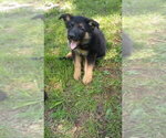 Small Photo #4 German Shepherd Dog Puppy For Sale in JASPER, AR, USA