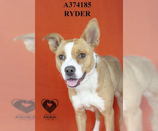 Medium Photo #2 Mutt Puppy For Sale in Stockton, CA, USA
