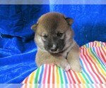 Small Photo #3 Shiba Inu Puppy For Sale in NORWOOD, MO, USA