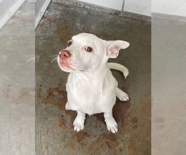 Medium Photo #1 Labsky Puppy For Sale in Baytown, TX, USA