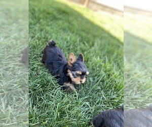 Yorkshire Terrier Puppy for sale in HANFORD, CA, USA