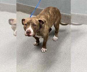 American Pit Bull Terrier-Unknown Mix Dogs for adoption in Las Vegas, NV, USA