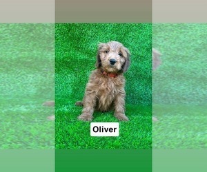 Goldendoodle (Miniature) Puppy for sale in CHULA VISTA, CA, USA