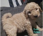 Small #2 Goldendoodle mix (+ Poodle Standard)