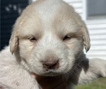 Puppy Daisy Great Pyrenees