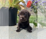 Small #1 Labrador Retriever