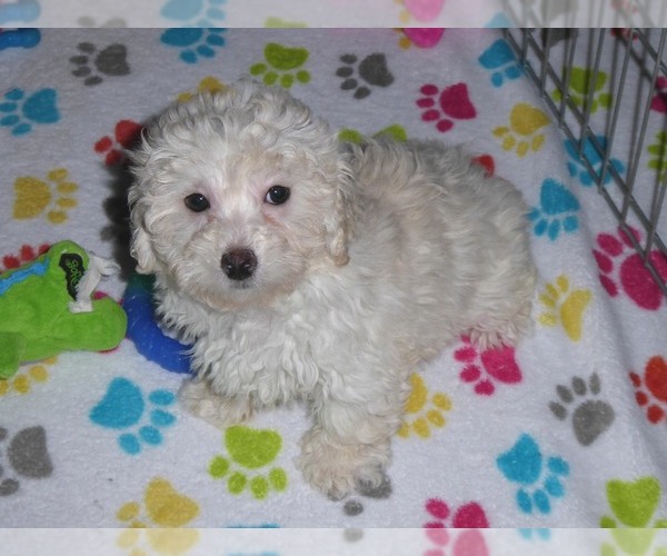 Medium Photo #10 Havanese-Poodle (Toy) Mix Puppy For Sale in ORO VALLEY, AZ, USA
