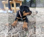 Small #38 Rottweiler