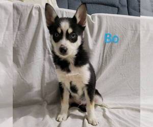 Pomsky Dog for Adoption in SULLIVAN, Illinois USA