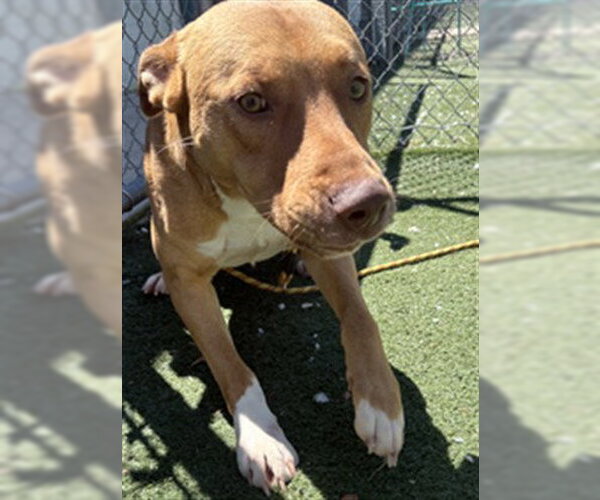 Medium Photo #2 Mutt Puppy For Sale in Texas City, TX, USA