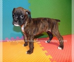 Small #1 Boxer