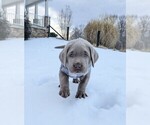 Puppy Blue Labrador Retriever