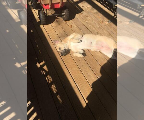 Medium Photo #5 Black Mouth Cur-Unknown Mix Puppy For Sale in The Woodlands, TX, USA