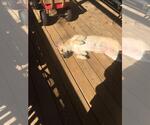Small #4 Black Mouth Cur Mix