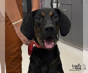 Black and Tan Coonhound-Unknown Mix Dogs for adoption in Washington, DC, USA