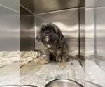 Small Shih Tzu Mix
