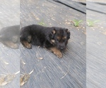 Small Photo #2 German Shepherd Dog Puppy For Sale in DODGE CENTER, MN, USA