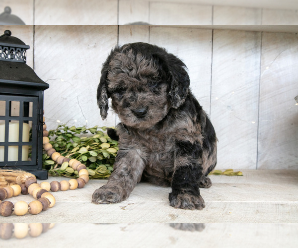 Medium Photo #3 Miniature Labradoodle Puppy For Sale in SUGARCREEK, OH, USA