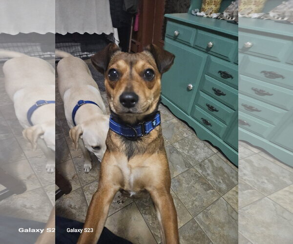 Medium Photo #2 Rat Terrier-Unknown Mix Puppy For Sale in Oakhurst, NJ, USA