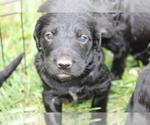 Small Photo #19 Labradoodle Puppy For Sale in ROCKY MOUNT, NC, USA