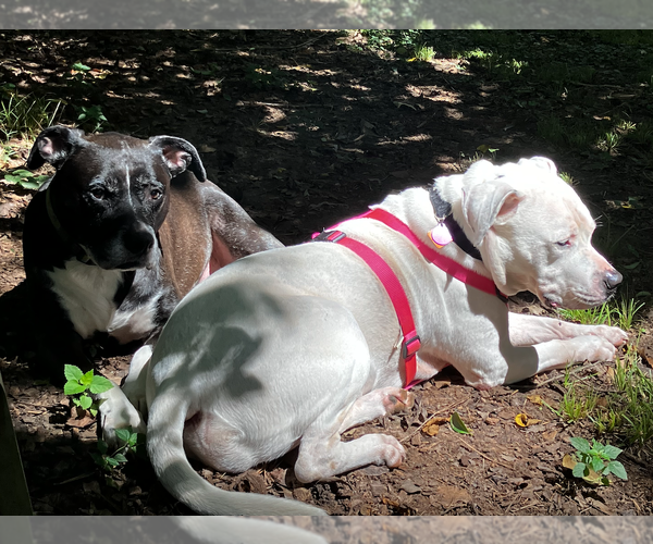 Medium Photo #4 Bulloxer Puppy For Sale in Decatur, GA, USA