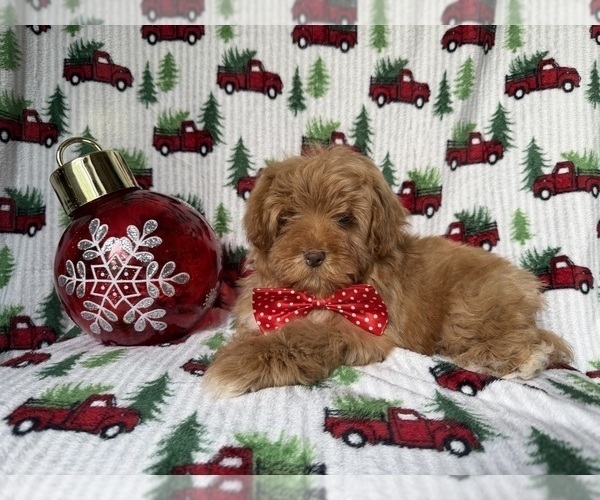 Medium Photo #2 Lhasa Apso Puppy For Sale in LAKELAND, FL, USA